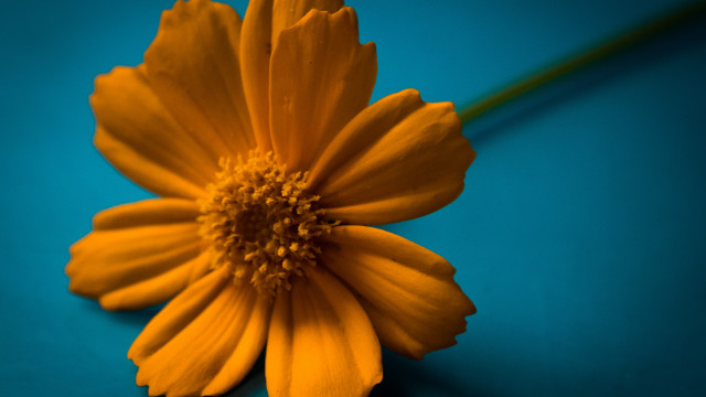 Yellow flower blue surface green free wallpaper for desktop - medium preview image