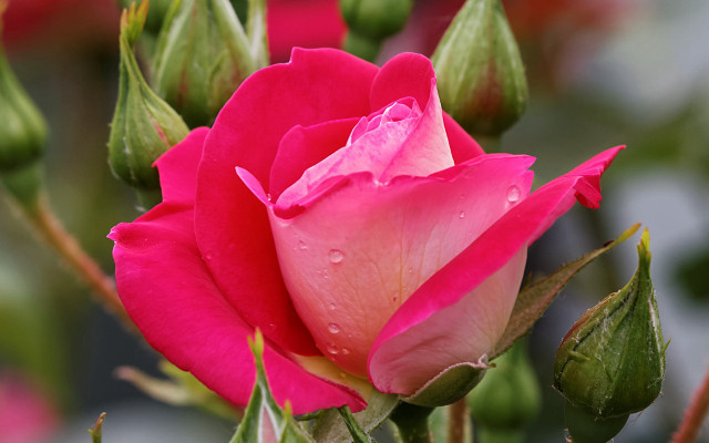 Pink rose water droplets blurry free wallpaper for desktop - medium preview image