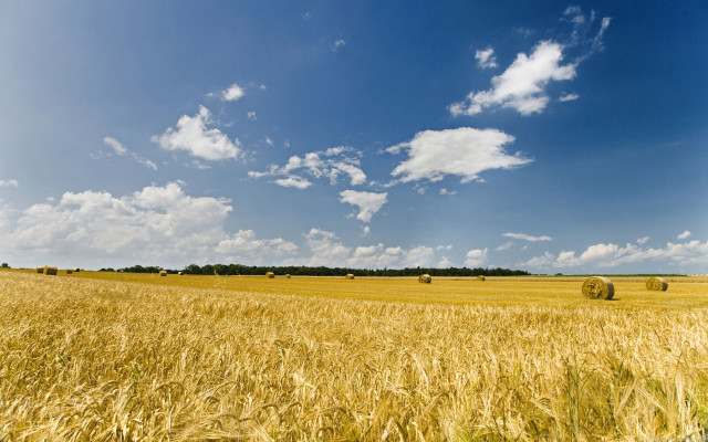 Wheat field hay bales blue free wallpaper for desktop - medium preview image