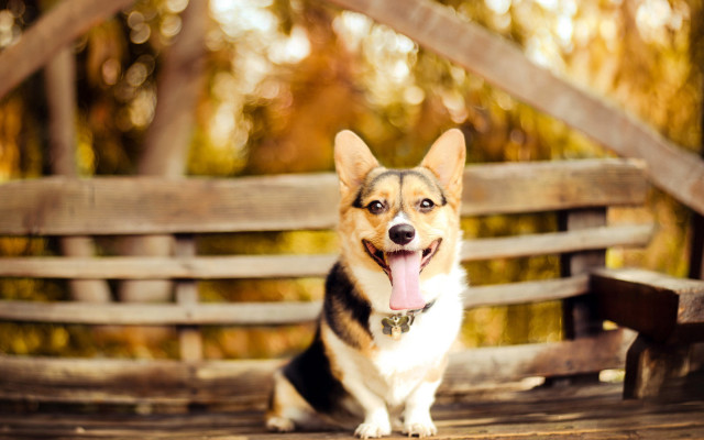 Shiba inu dog bench autumn free wallpaper for desktop - medium preview image