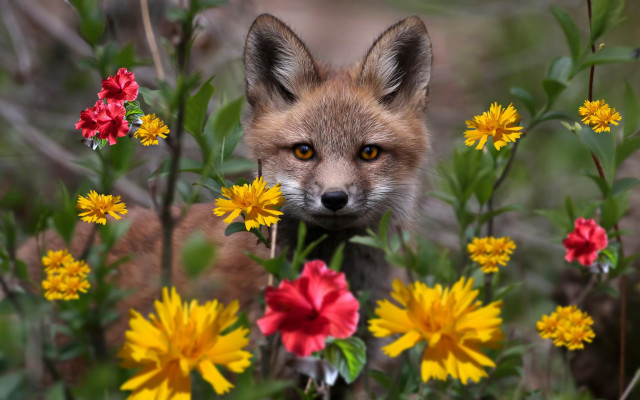Fox flower field daisies bokeh free wallpaper for desktop - medium preview image
