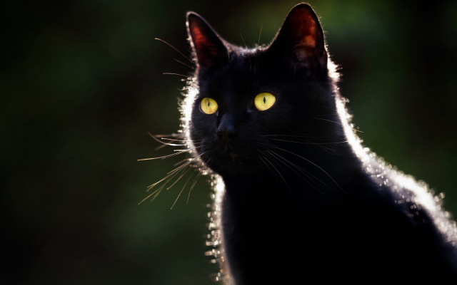 Black cat yellow eyes gothic #9 free wallpaper for desktop - medium preview image