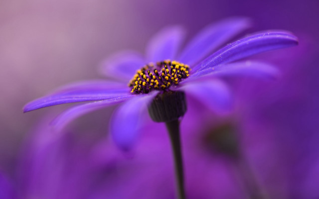 Purple flower macro blurry background #10 free wallpaper for desktop - medium preview image
