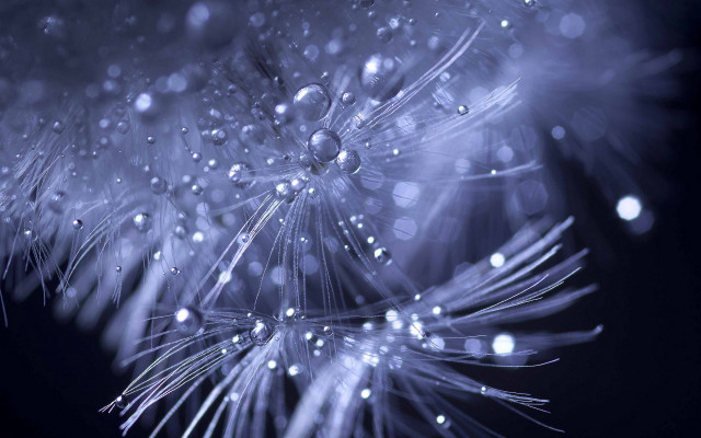 Dandelion water droplets night sky free wallpaper for desktop - medium preview image