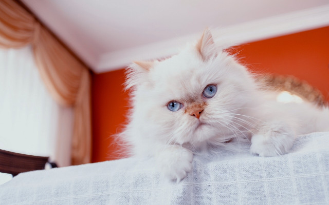 White cat blue eyes bed free wallpaper for desktop - medium preview image