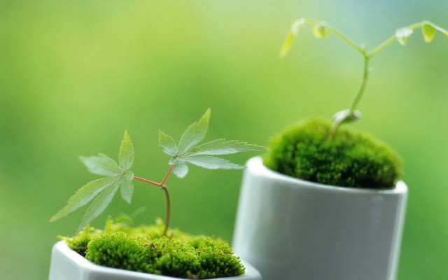 Small pots plants outdoor nature free wallpaper for desktop - medium preview image