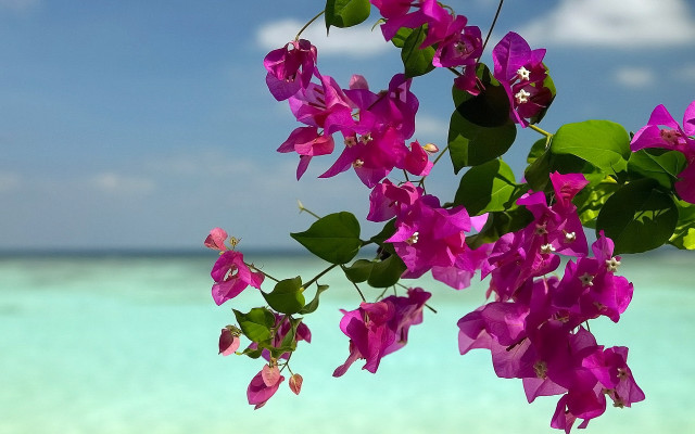 Purple flowers beach green leaves free wallpaper for desktop - medium preview image