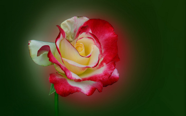Red white rose green background free wallpaper for desktop - medium preview image