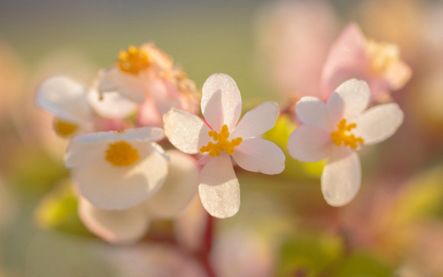Daisy yellow flower bokeh macro free wallpaper for desktop - medium preview image