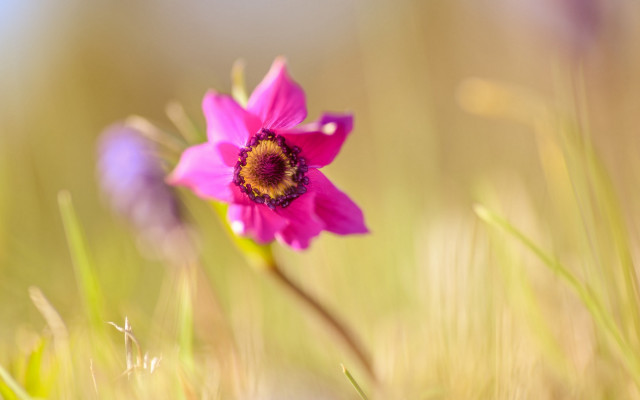 Pink flower yellow center grass #2 free wallpaper for desktop - medium preview image