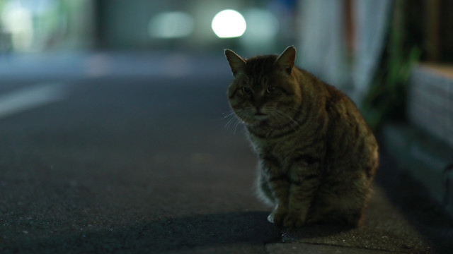 Cat road night moon blurry free wallpaper for desktop - medium preview image