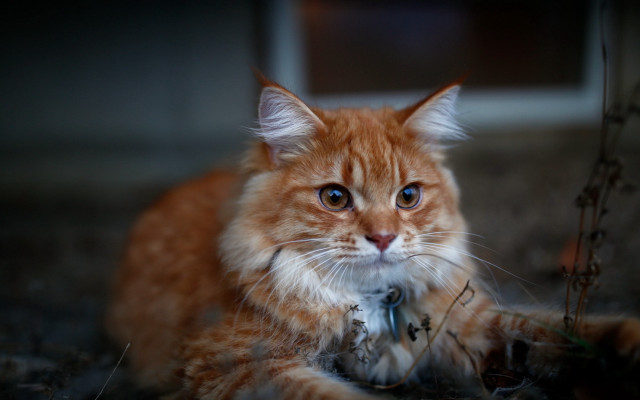 Sad cat photorealistic darley depth free wallpaper for desktop - medium preview image