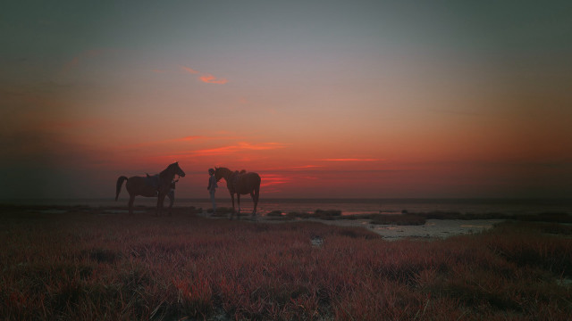 Horses sunset field cinematic silhouette free wallpaper for desktop - medium preview image