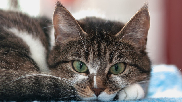 Cat blue blanket green eyes free wallpaper for desktop - medium preview image