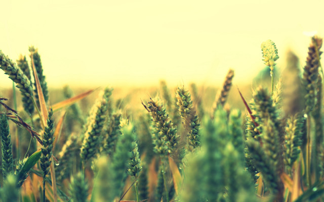 Green grass sky clouds bush free wallpaper for desktop - medium preview image