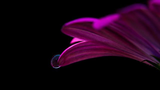 Purple flower water drop macro free wallpaper for desktop - medium preview image