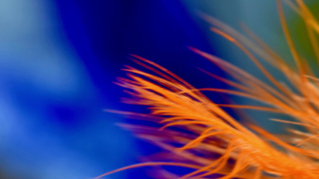 Flower blurry background abstract macro free wallpaper for desktop - medium preview image
