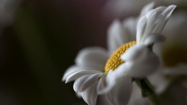White flower yellow center macro #3 free wallpaper for desktop - medium preview image