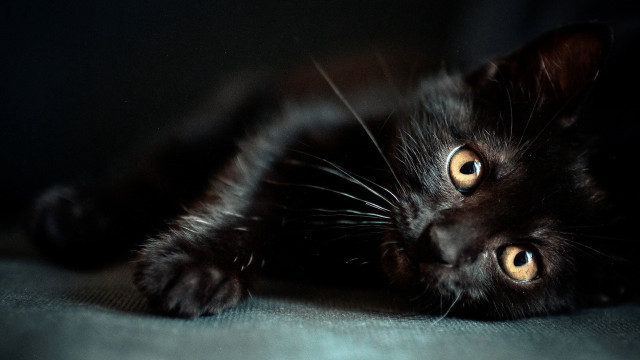 Black cat back eyes wide free wallpaper for desktop - medium preview image