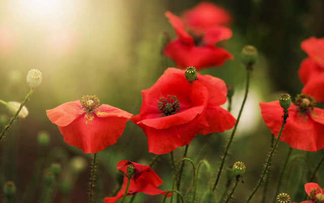Red flowers green background sunlight free wallpaper for desktop - medium preview image