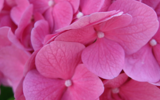 Pink flower green leaves macro free wallpaper for desktop - medium preview image