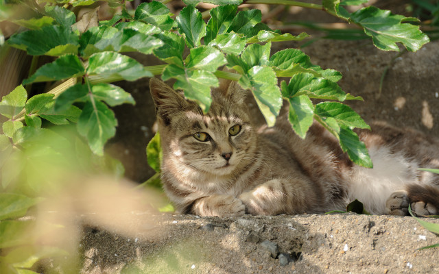 Cat rock tree leaves ecological free wallpaper for desktop - medium preview image