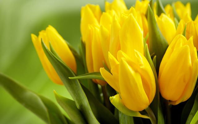 Yellow flower leaves blurry background free wallpaper for desktop - medium preview image