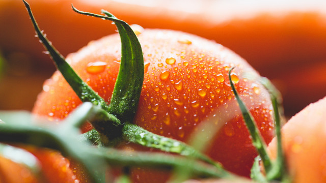Tomatoes water droplets green stems free wallpaper for desktop - medium preview image