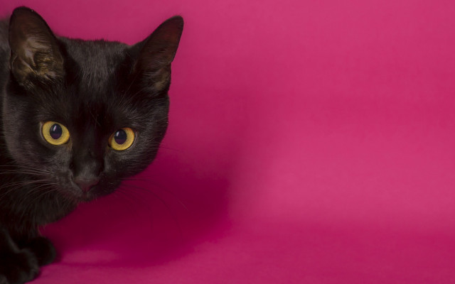Black cat yellow eyes pink free wallpaper for desktop - medium preview image