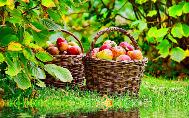 Baskets apples grass water fall free wallpaper for desktop - medium preview image