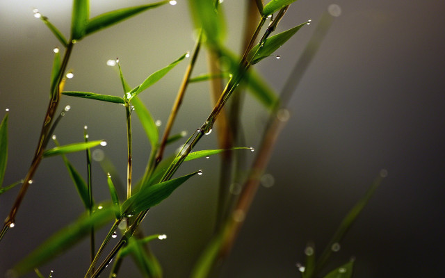 Water drops bamboo macro blurry free wallpaper for desktop - medium preview image