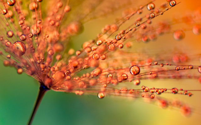 Flower water droplets bokeh christmas free wallpaper for desktop - medium preview image