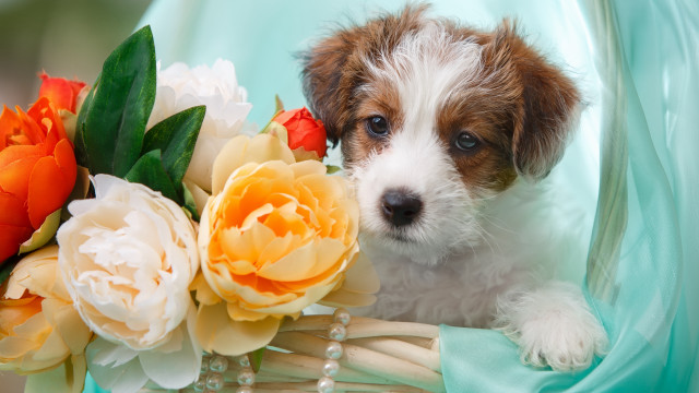 Puppy flower chair beaded necklace free wallpaper for desktop - medium preview image