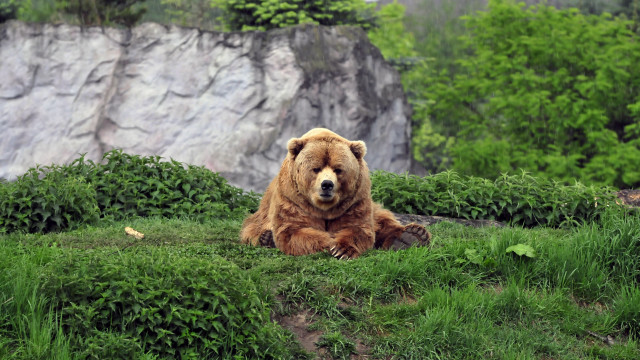 Brown bear green hillside forest free wallpaper for desktop - medium preview image
