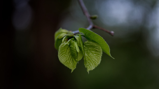 Branch green leaves blurry background #2 free wallpaper for desktop - medium preview image