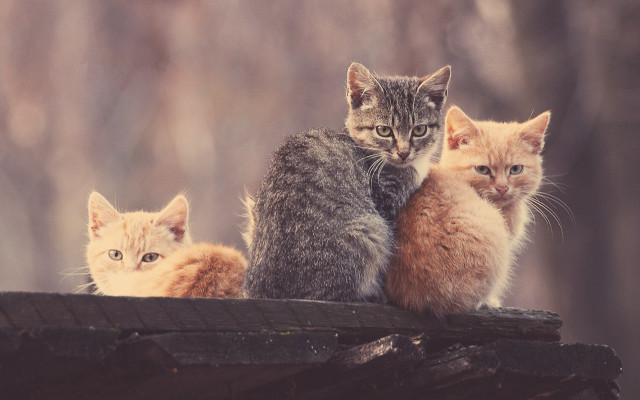 Kittens woodland structure art photography free wallpaper for desktop - medium preview image