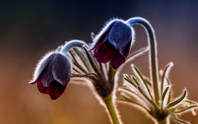 Flower bug blurry macro joachim free wallpaper for desktop - medium preview image
