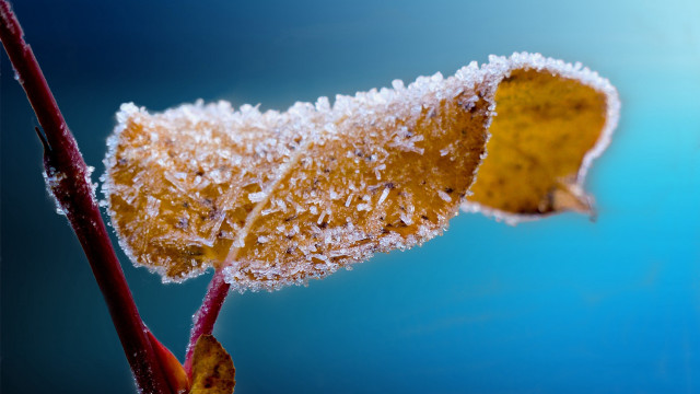 Snowy leaf macro blue sky free wallpaper for desktop - medium preview image