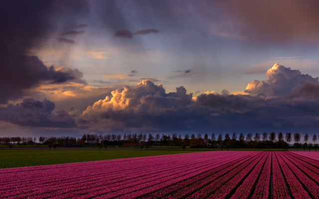 Pink flowers cloudy sky city free wallpaper for desktop - medium preview image