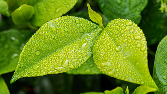 Green leaf water drops macro #32 free wallpaper for desktop - medium preview image