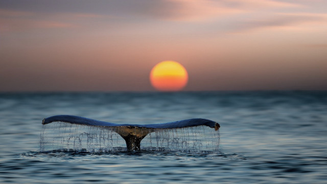 Whale tail sunset ocean photorealistic free wallpaper for desktop - medium preview image
