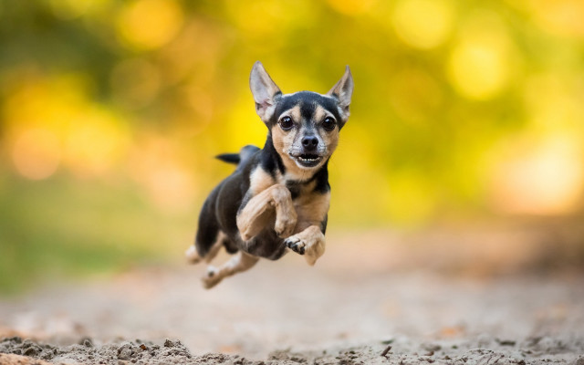 Small dog running woods bokeh free wallpaper for desktop - medium preview image