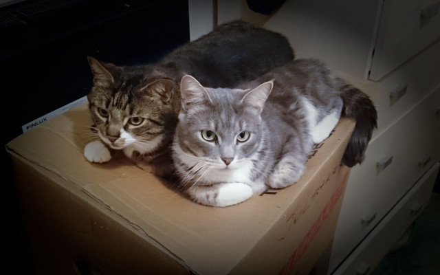 Cats boxes gothic tone mapping free wallpaper for desktop - medium preview image