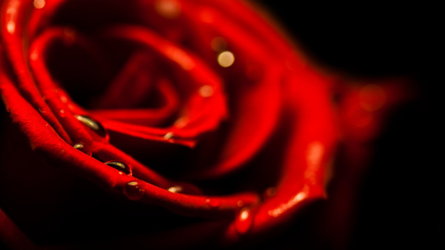 Red rose water droplets black #2 free wallpaper for desktop - medium preview image