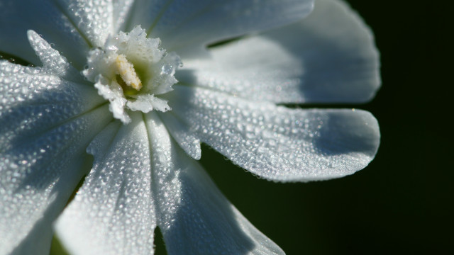 White flower water droplets green #2 free wallpaper for desktop - medium preview image