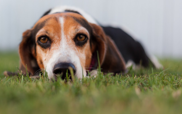 Sad dog laying grass bokeh free wallpaper for desktop - medium preview image