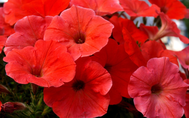 Red flowers vase office blurry free wallpaper for desktop - medium preview image