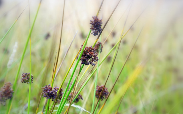 Flowers grass macro blurry nature free wallpaper for desktop - medium preview image