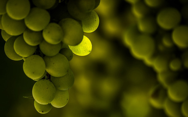 Grapes branch green background blurry free wallpaper for desktop - medium preview image