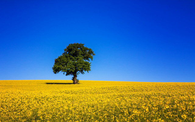 Lone tree yellow flower field free wallpaper for desktop - medium preview image
